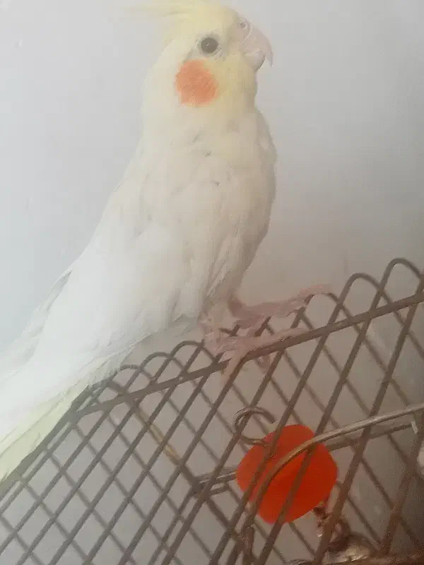 عروس هلندی لوتینو|پرنده|پاکدشت, پاکدشت (مامازند)|دیوار