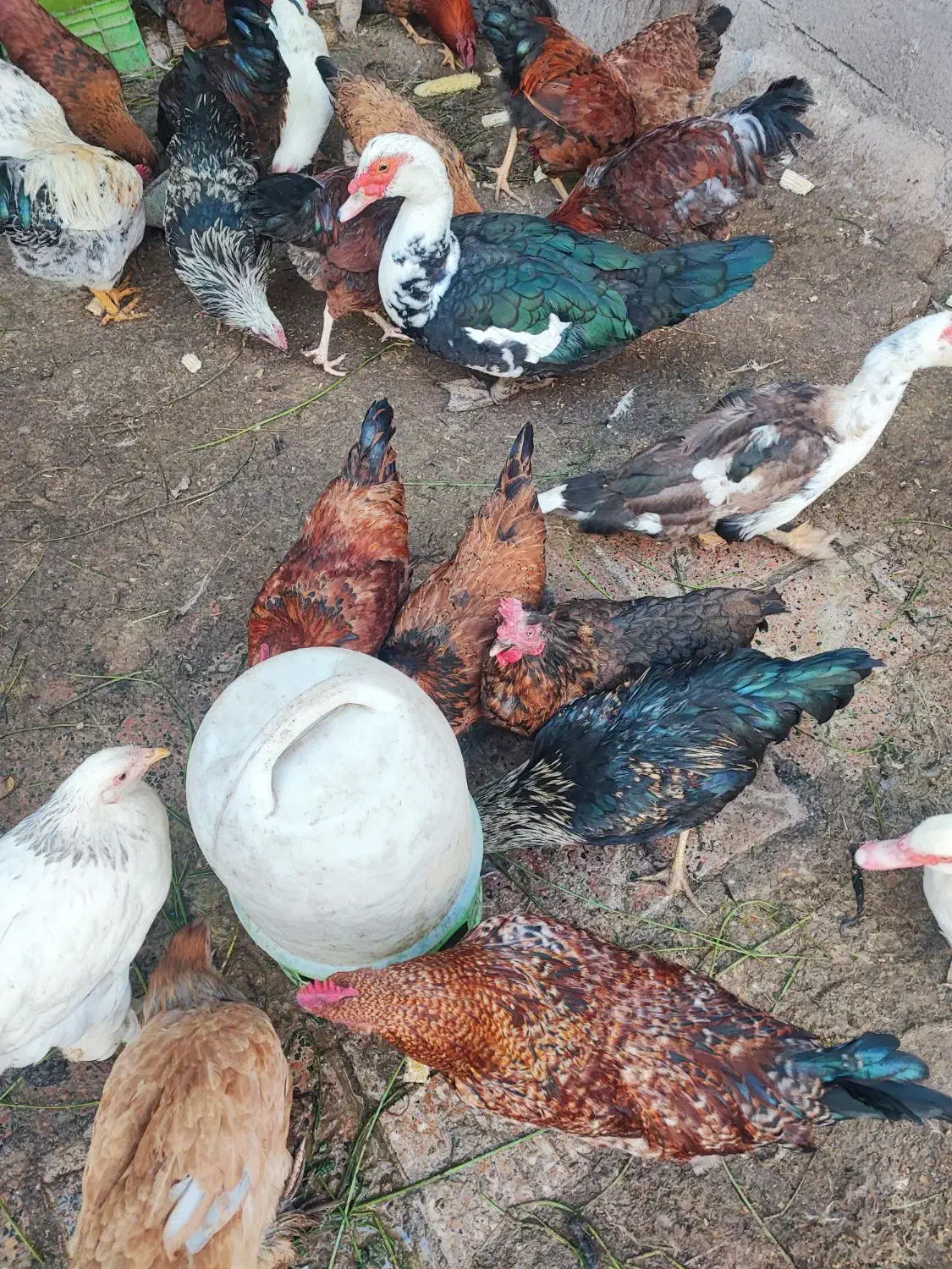 بوقلمون ،مرغ ،خروس،اردک و غاز|حیوانات مزرعه|اردبیل, |دیوار
