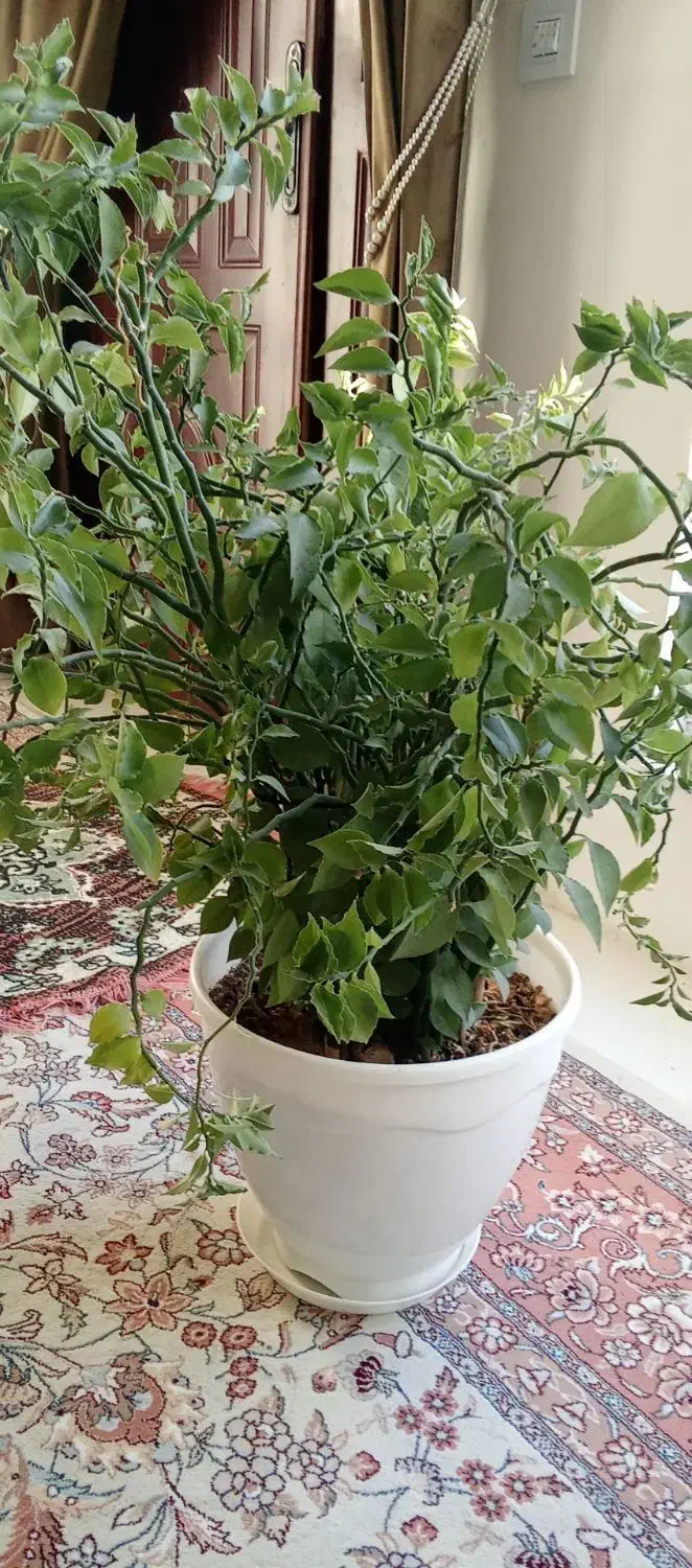 گل طبیعی|گل و گیاه طبیعی|چناران, |دیوار