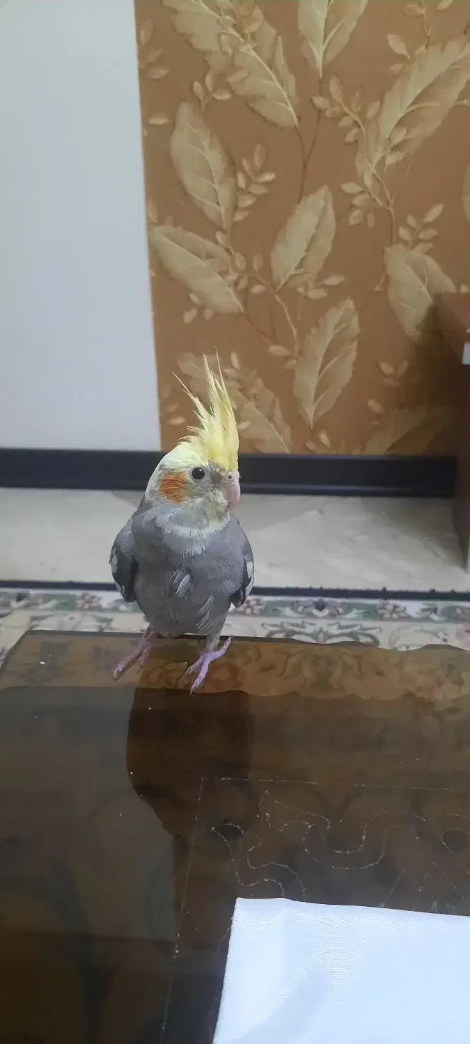 عروس هلندی ۲ماهه دونخور رام|پرنده|تهران, ائمه اطهار|دیوار