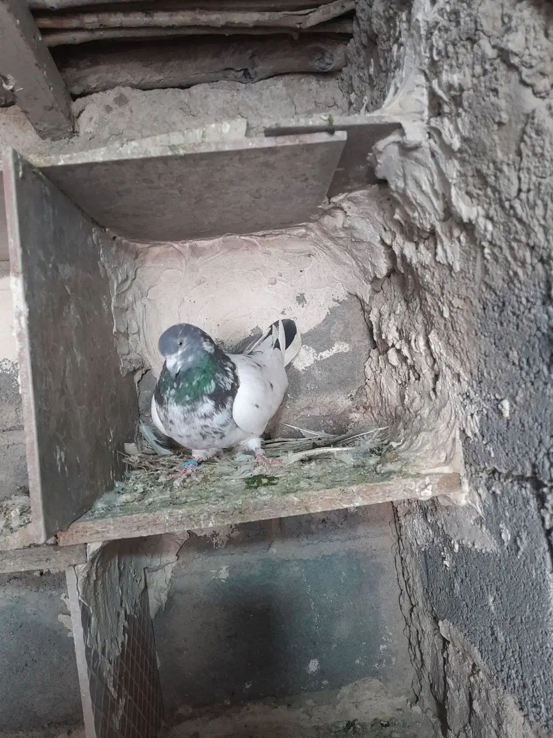 کفترتهرانی|پرنده|بروجرد, |دیوار