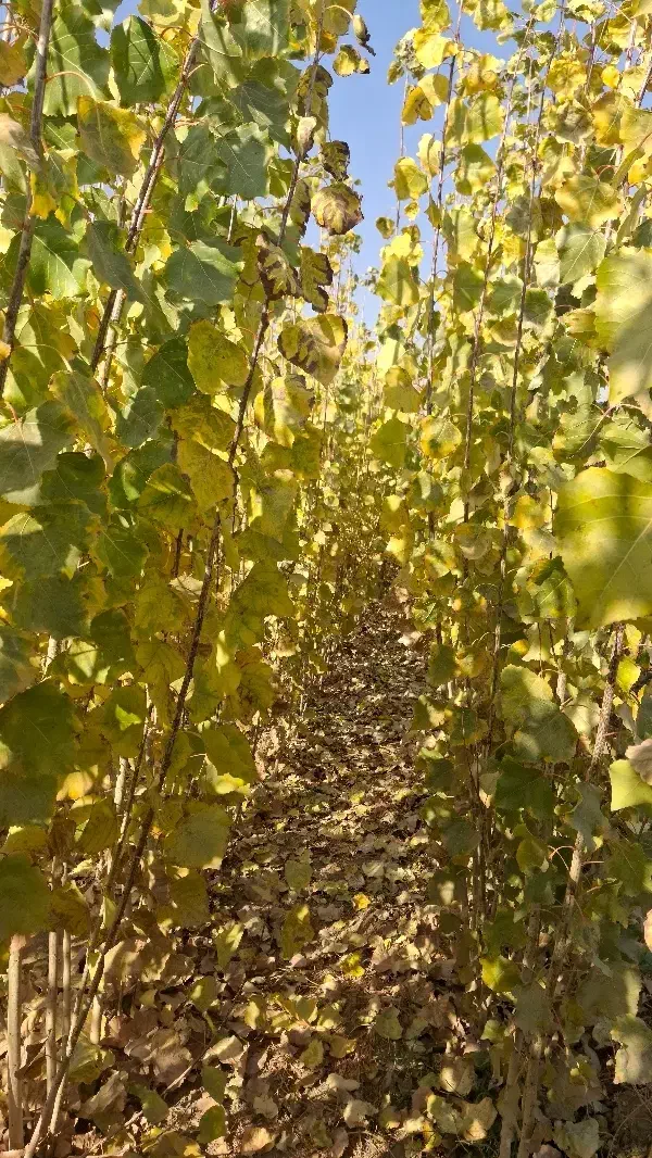 نهال صنوبر 1ساله (سایز درشت)|گل و گیاه طبیعی|میاندوآب, |دیوار