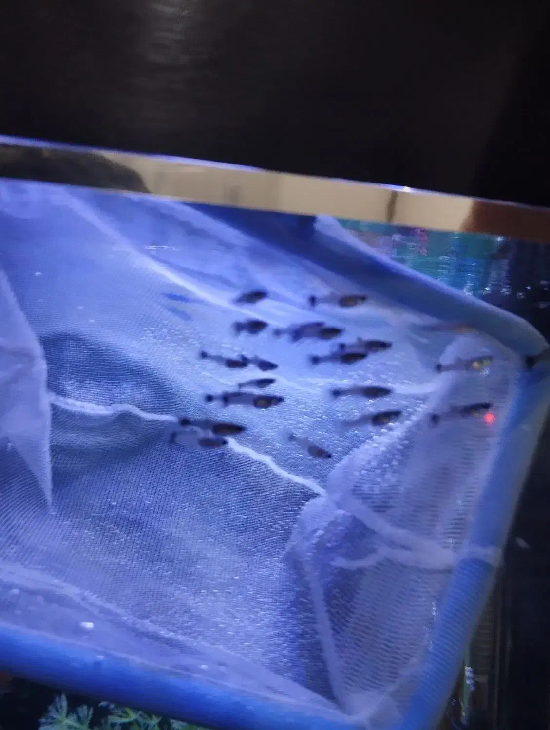 ماهی گوپی|ماهی|کرمانشاه, |دیوار