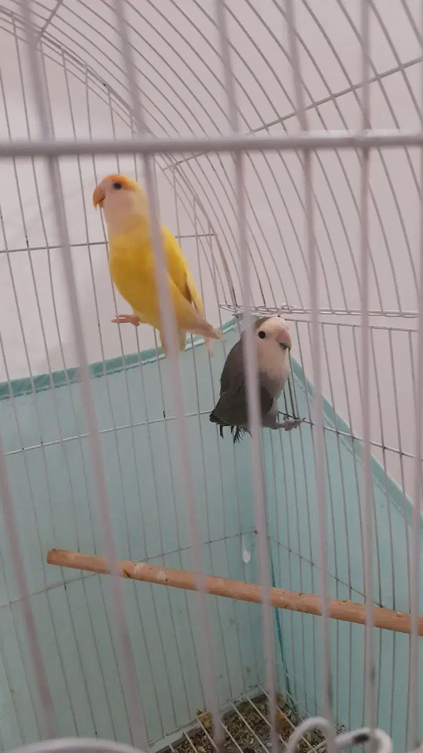 جفت طوطی برزیلی  بدون قفس معاوصه هم دارم|پرنده|اردبیل, |دیوار