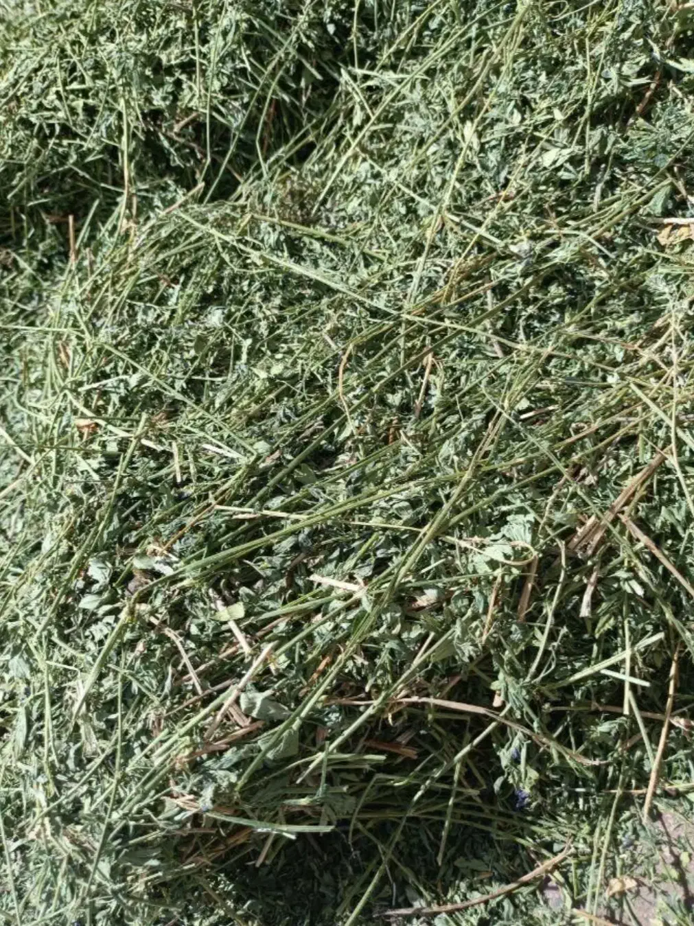 یونجه غذای اصلی خرگوش و خوکچه هندی|لوازم جانبی حیوانات|شیراز, نصر|دیوار