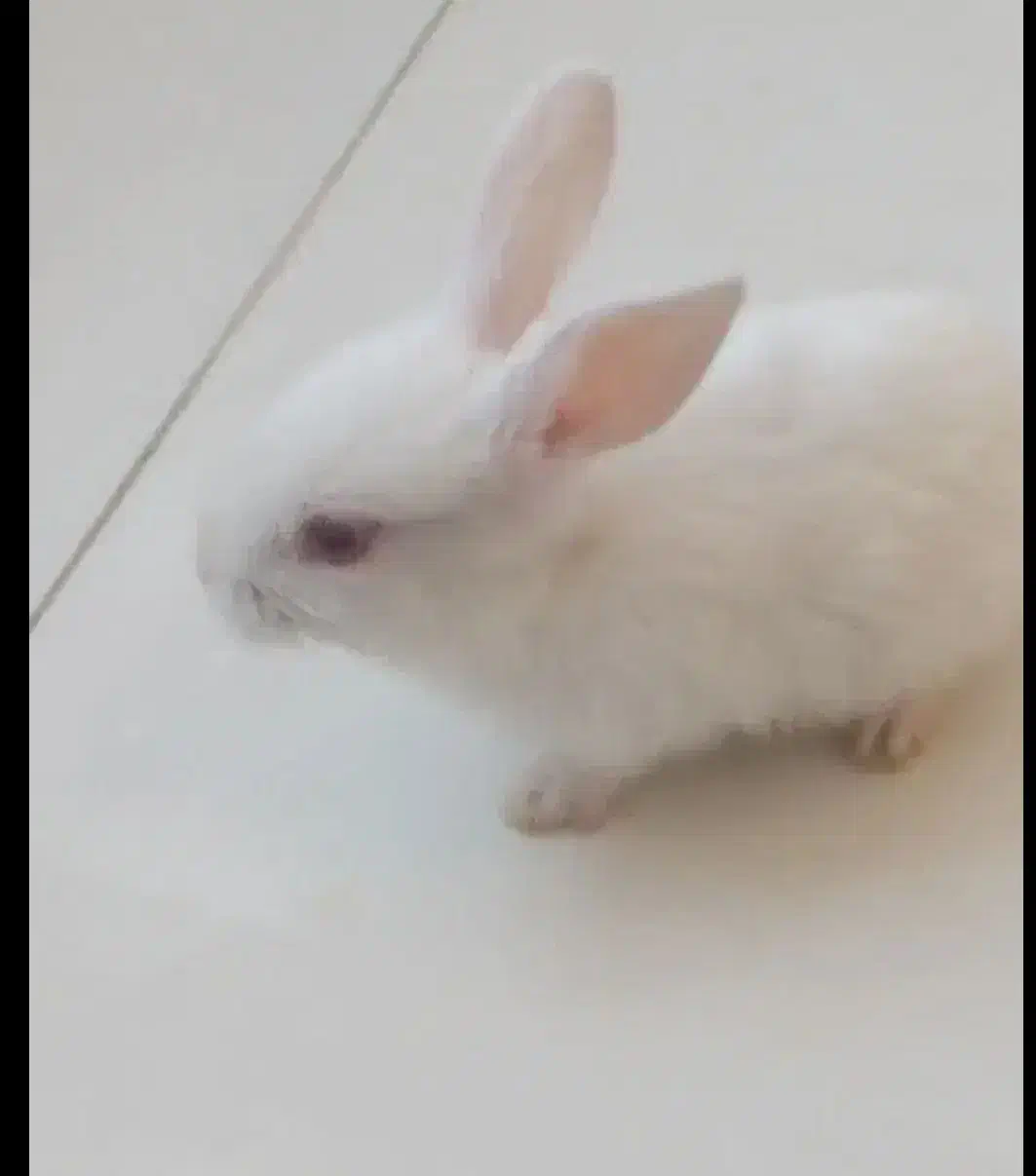 خرگوش|موش و خرگوش|قم, محمد آباد|دیوار