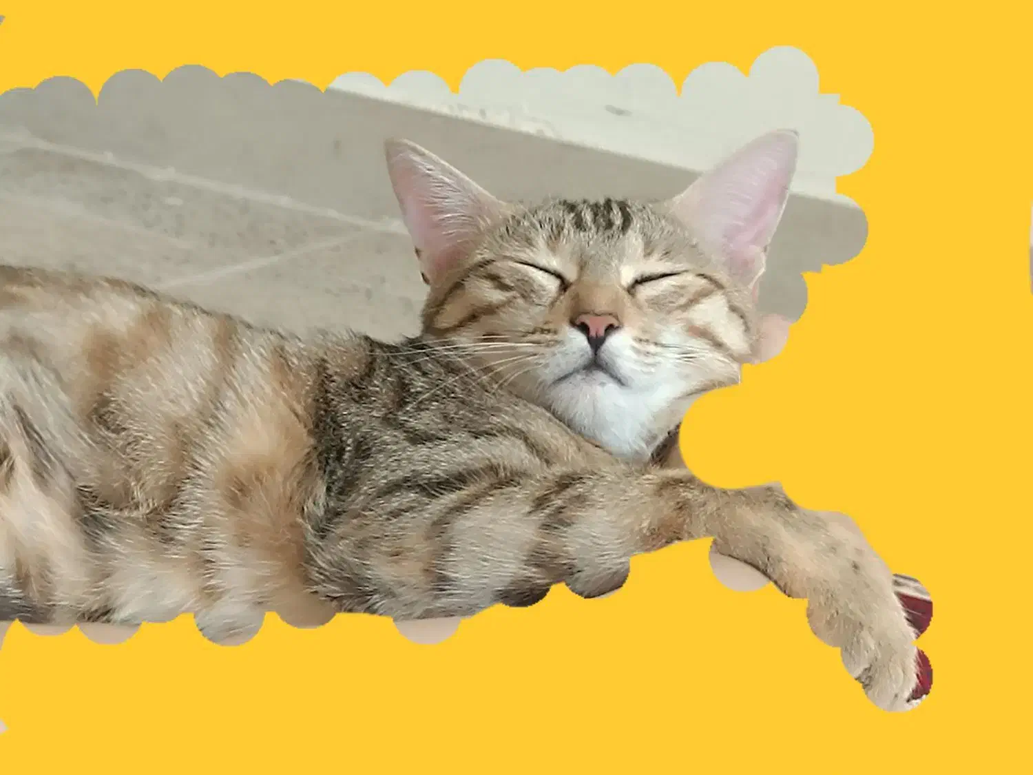 گربه گمشده  مژدگانی عالی|حیوانات|ایلام, |دیوار