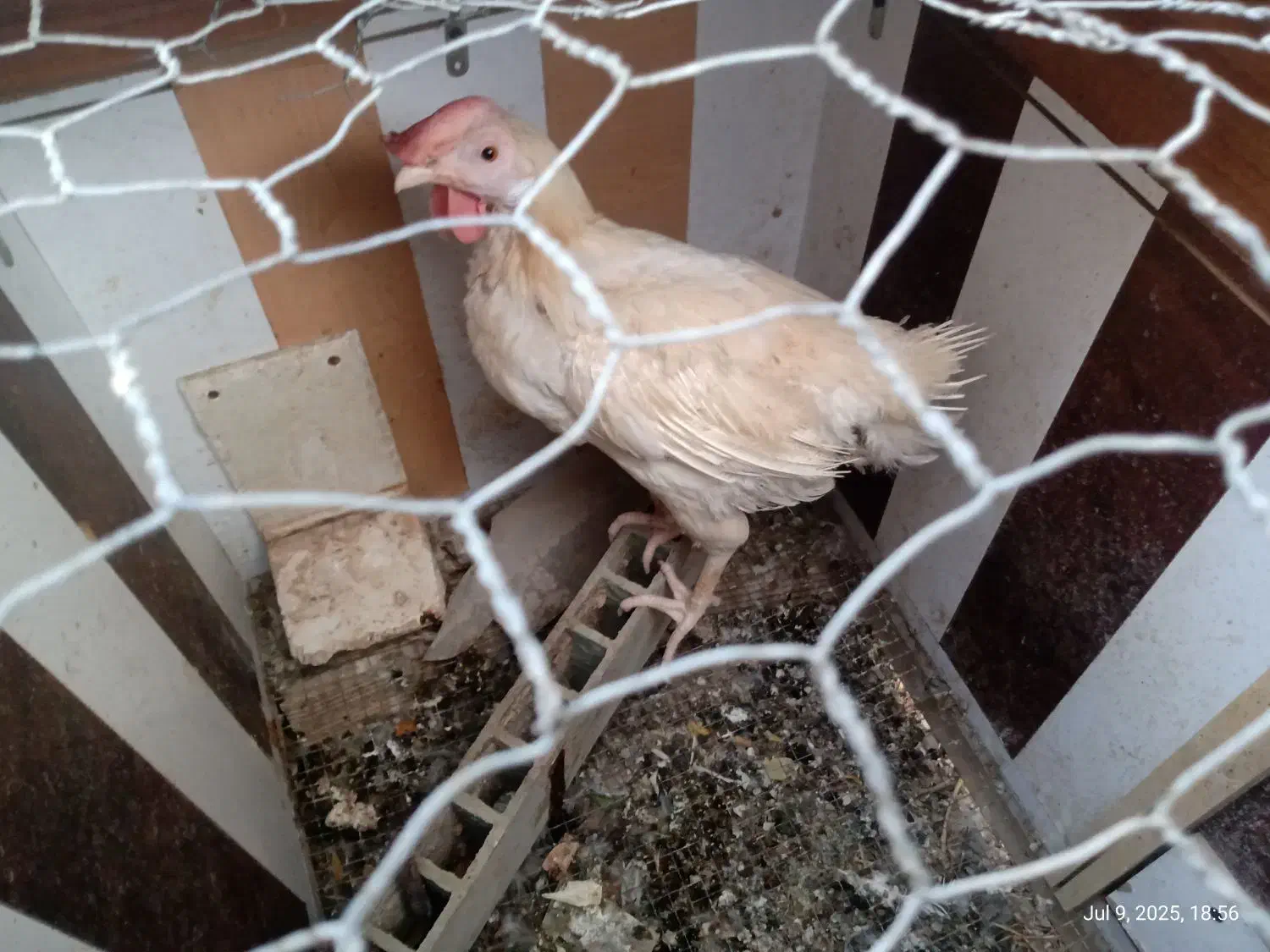 مرغ سفید قربانی|حیوانات مزرعه|شهریار, رنگرز|دیوار