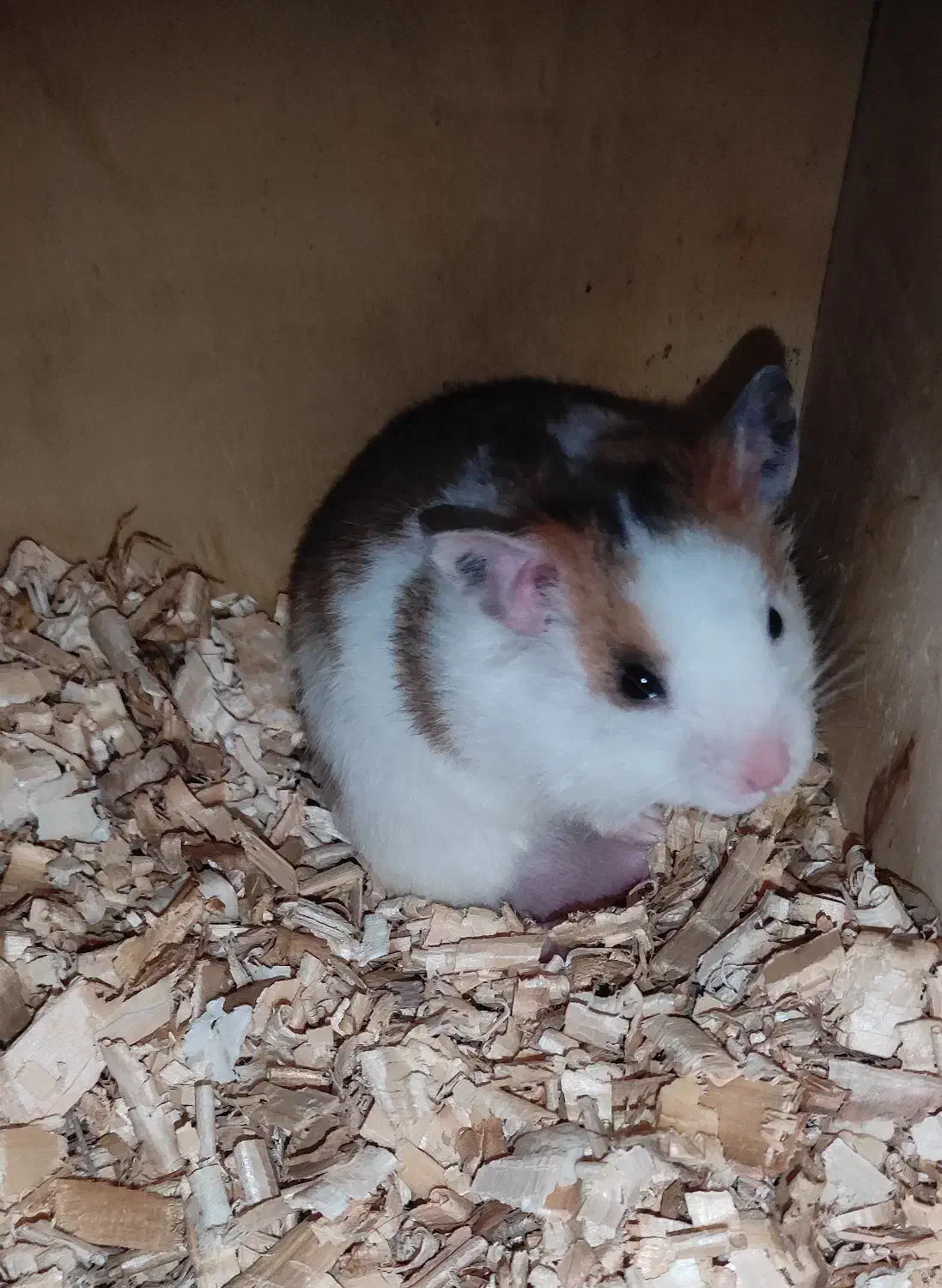 فروش|موش و خرگوش|ارومیه, |دیوار