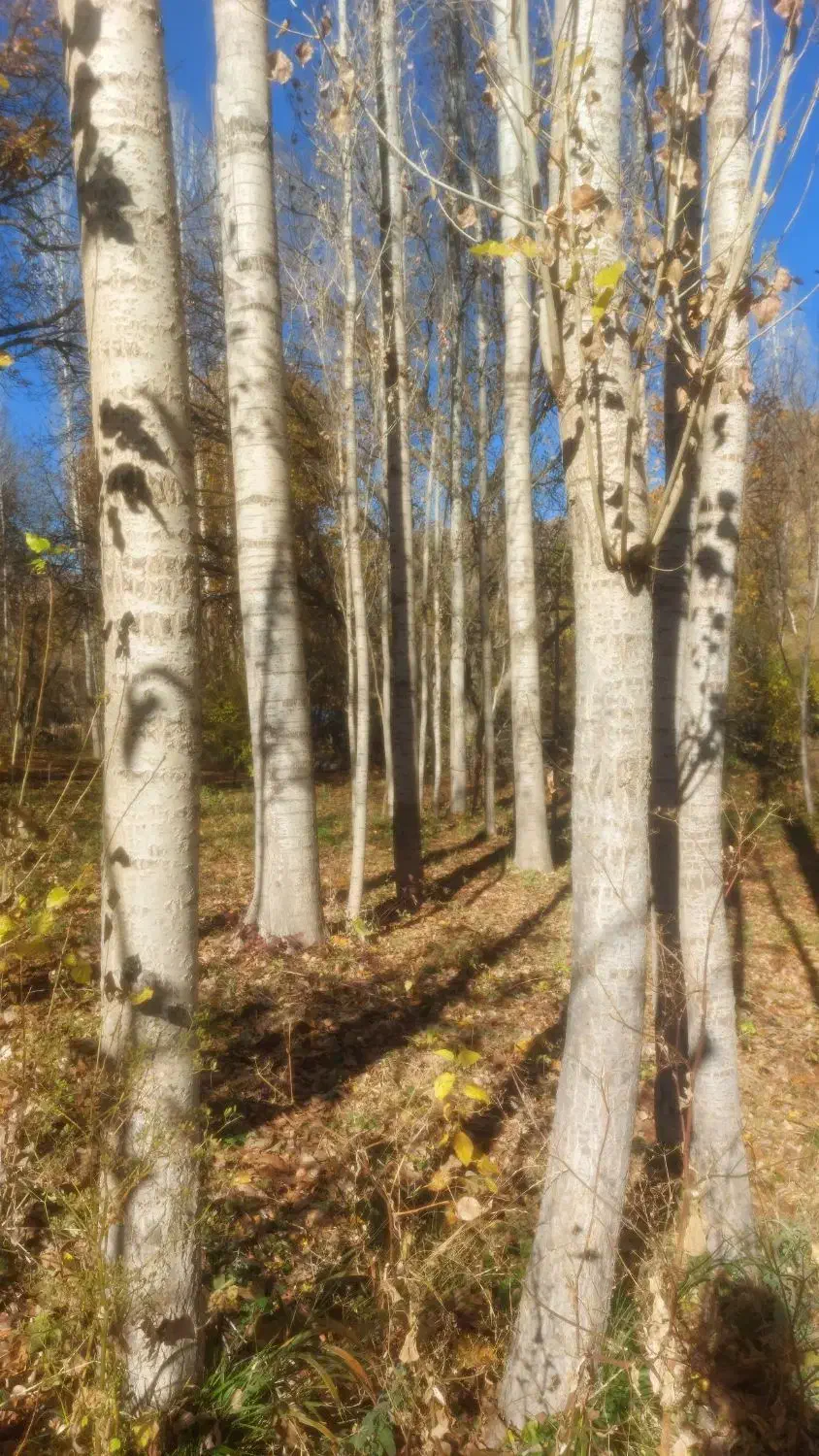 درخت صنوبر|خدمات باغبانی و درختکاری|سردشت, |دیوار