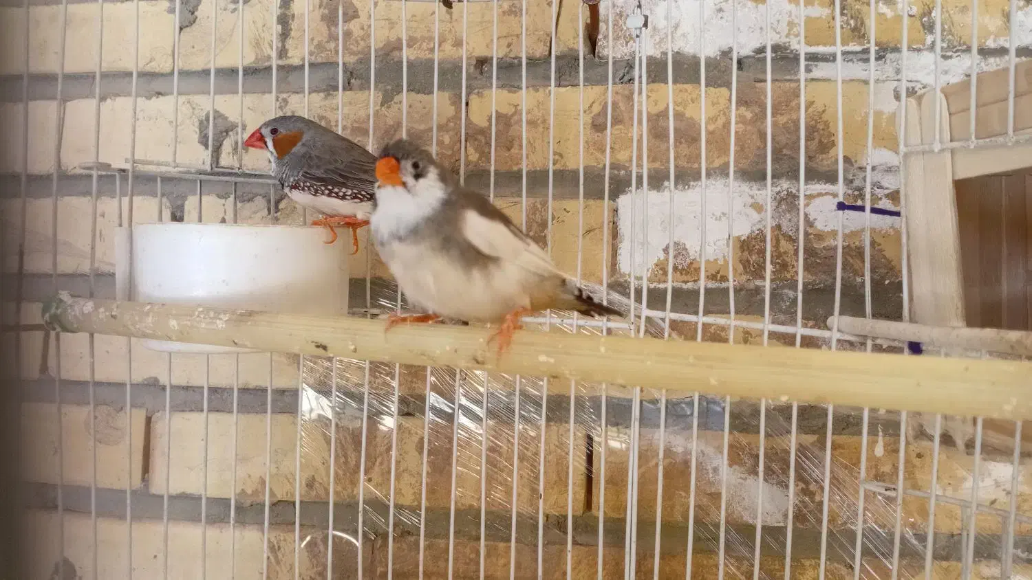 فنچ|پرنده|سیرجان, |دیوار