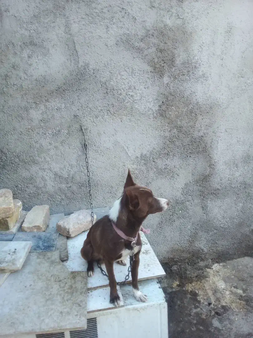 سگ پاکوتاه|سگ|خرمآباد, |دیوار