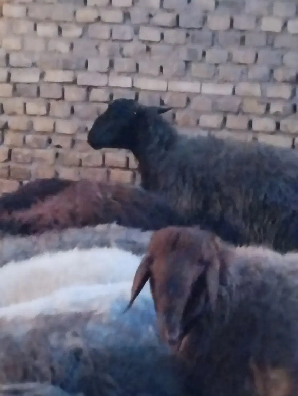 فروش تغل|حیوانات مزرعه|اردکان, |دیوار