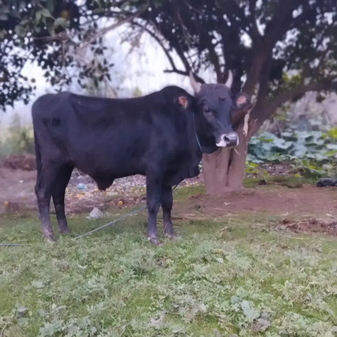 ورزا کوله آس|حیوانات مزرعه|کوچصفهان, |دیوار