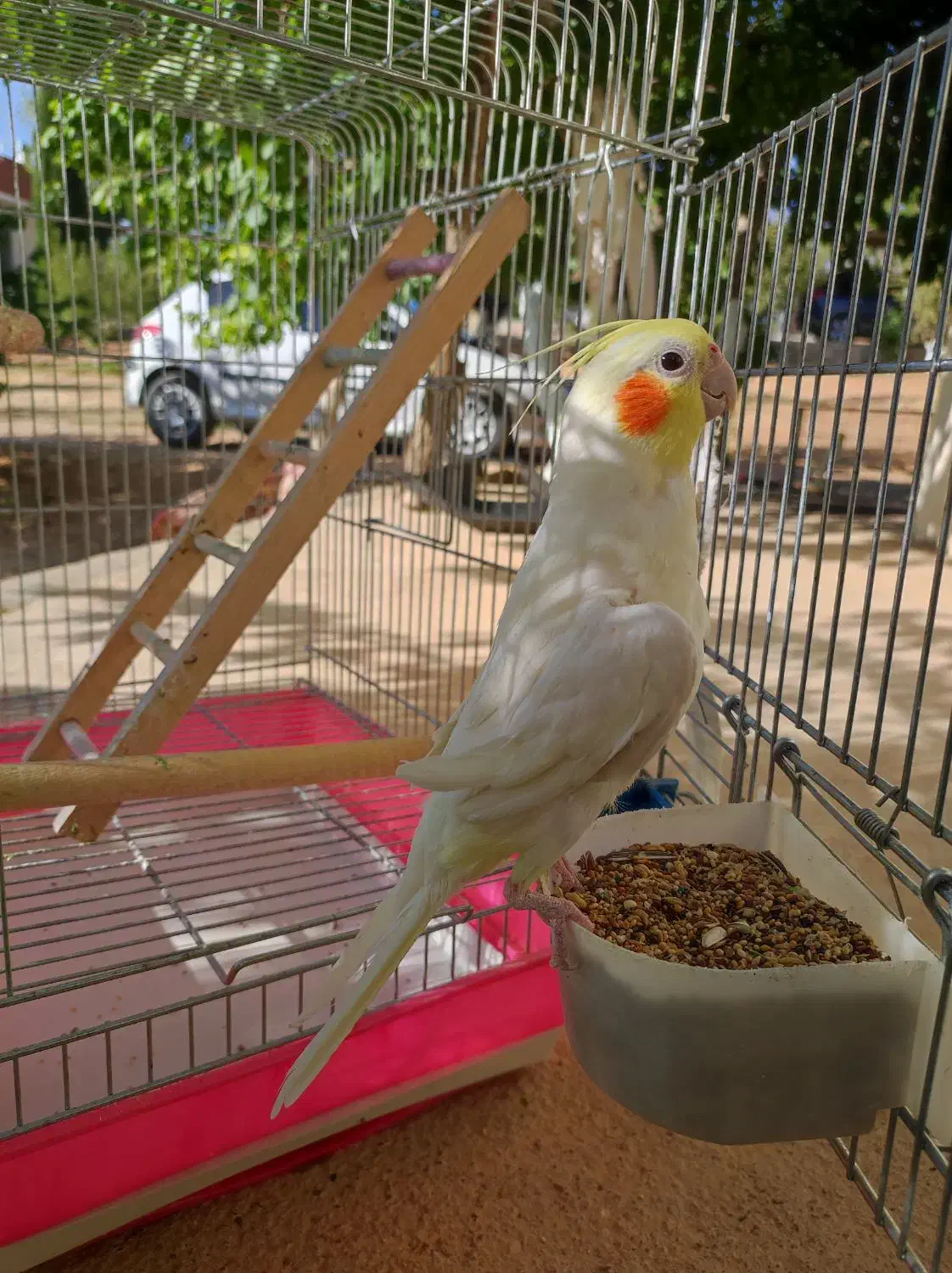 عروس هلندی|پرنده|شیراز, کودیان|دیوار