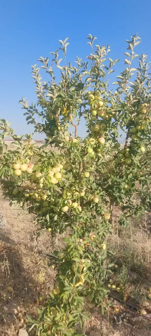 فروش باغ ۴جریب واقع درمنطقه وردشت فتح آباد سمیرم|فروش خانه و ویلا|وردشت, |دیوار
