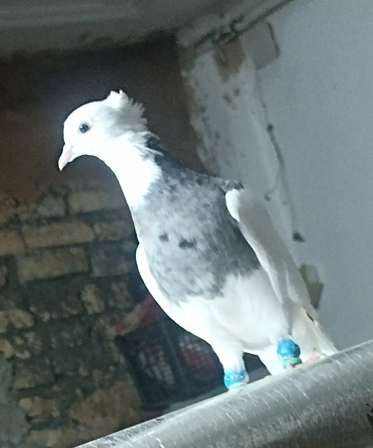 کبوتر طوقی|پرنده|سنقر, |دیوار