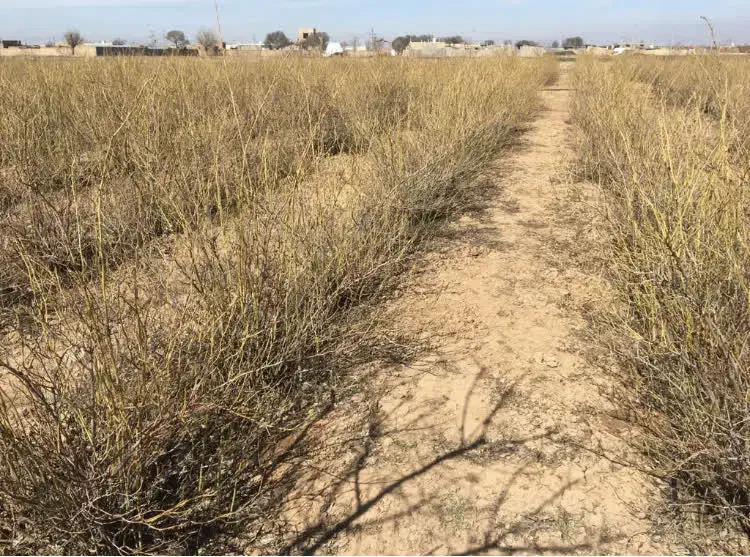 عرضه وفروش پاجوش گل محمدی ریشه لخت|خدمات باغبانی و درختکاری|نیشابور, دربقاضی|دیوار