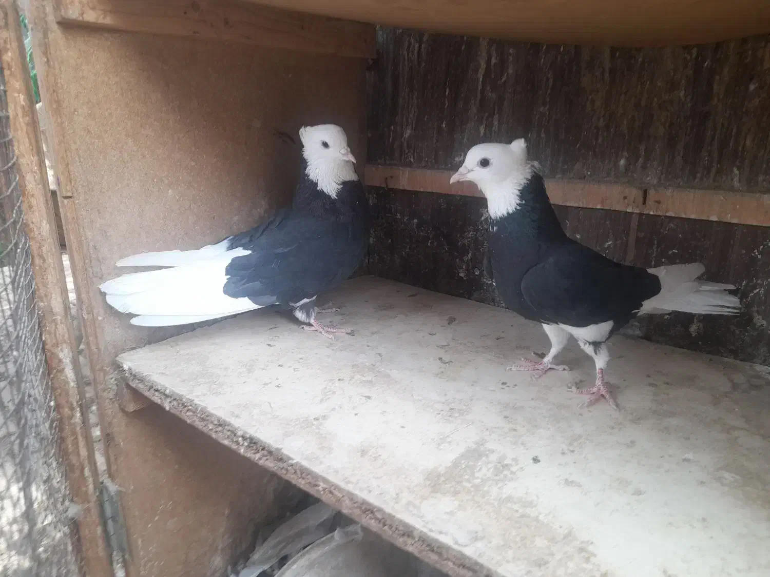 کفتر|پرنده|بم, |دیوار