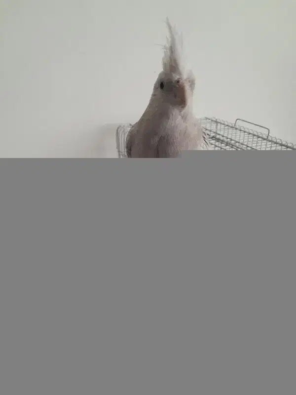 عروس هلندی|پرنده|شیراز, شهرک گلدشت حافظ‎|دیوار