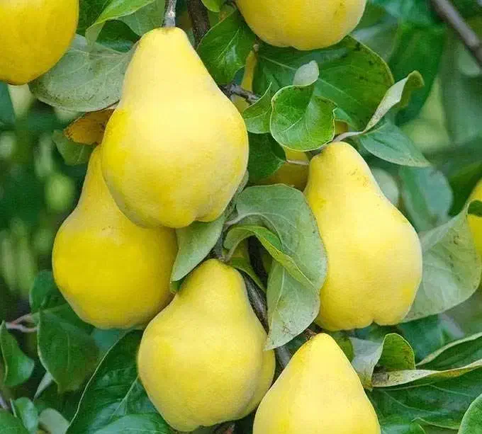 پیشفروش نهال به اونشاب لیبل دار|خدمات باغبانی و درختکاری|ایوان, |دیوار