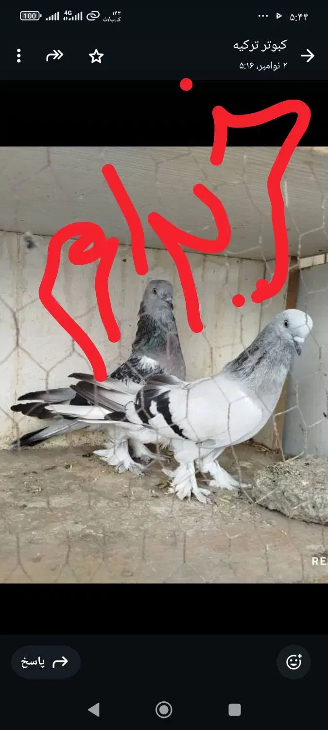 کفتر ترکیه|پرنده|مشهد, انقلاب|دیوار