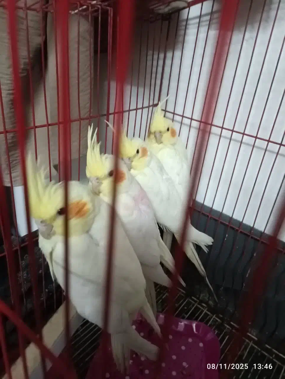 جوجه عروس هلندی لوتینو|پرنده|کاشان, رسالت|دیوار