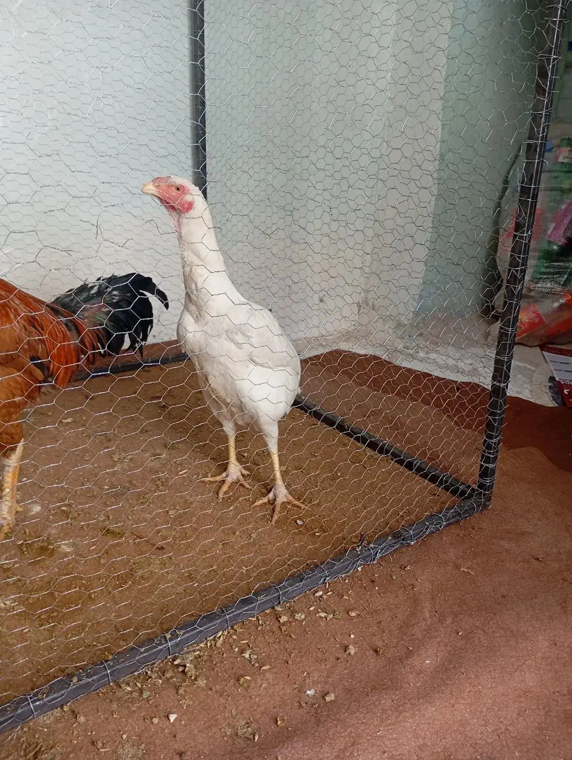 دوعدد مرغ و خروس لاری اصل|حیوانات مزرعه|اهر, |دیوار