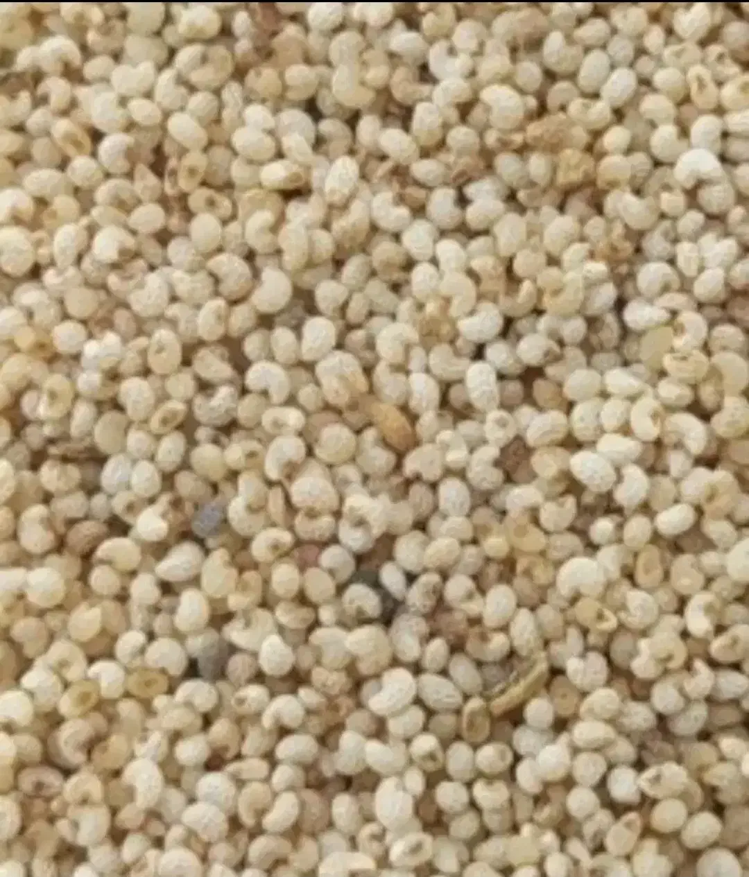 دانه دارویی|خوردنی و آشامیدنی|کوهدشت, |دیوار