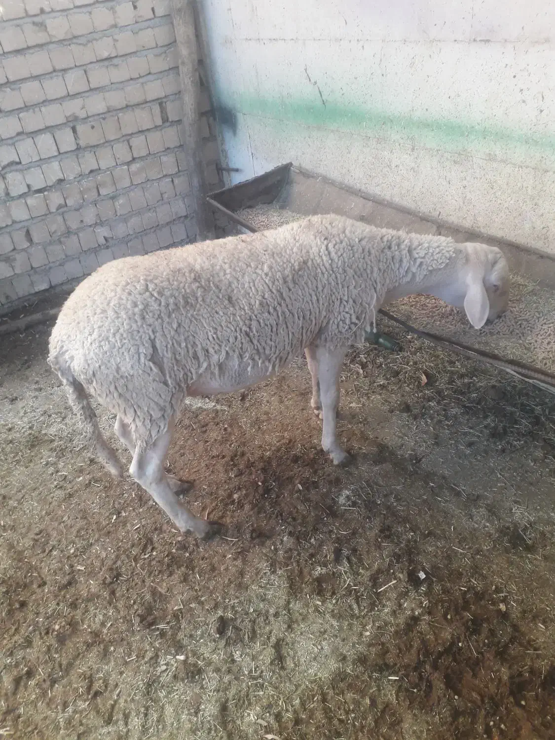 بره نره لاکن نژاده چندقلوه زا|حیوانات مزرعه|صمصامی, |دیوار