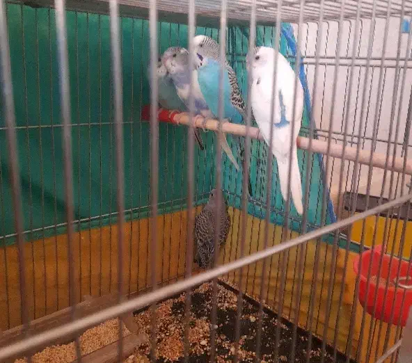 مرغ عشق|پرنده|بروجرد, |دیوار