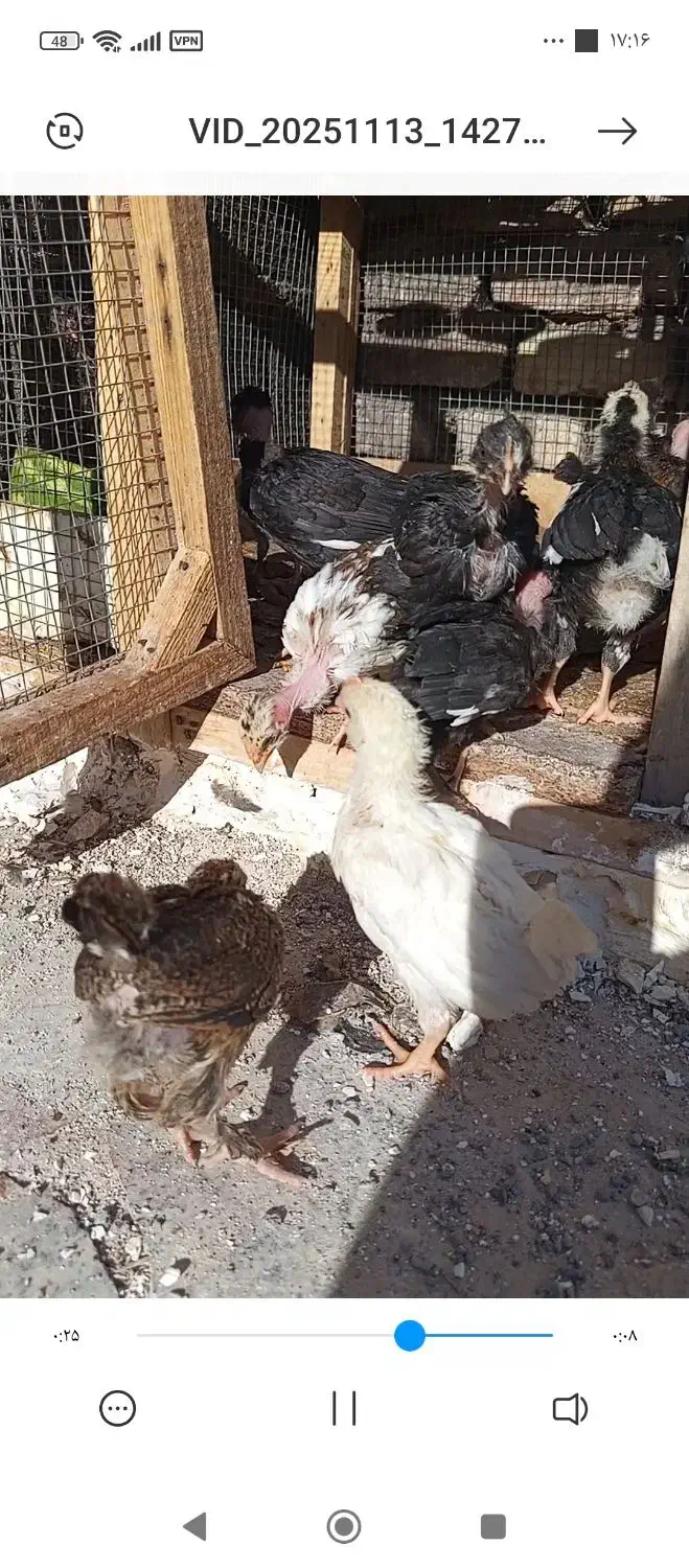 جوجه گلین اصل|حیوانات مزرعه|مهریز, |دیوار