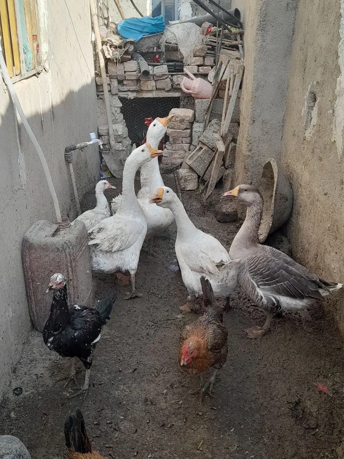 قوغاز اوکراینی تخم گذار|حیوانات مزرعه|زابل, |دیوار