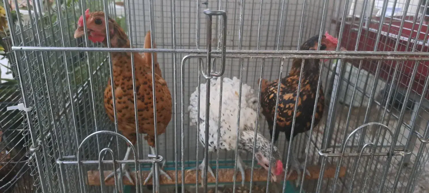 خروس سیب رایت|حیوانات مزرعه|تهران, قیطریه|دیوار