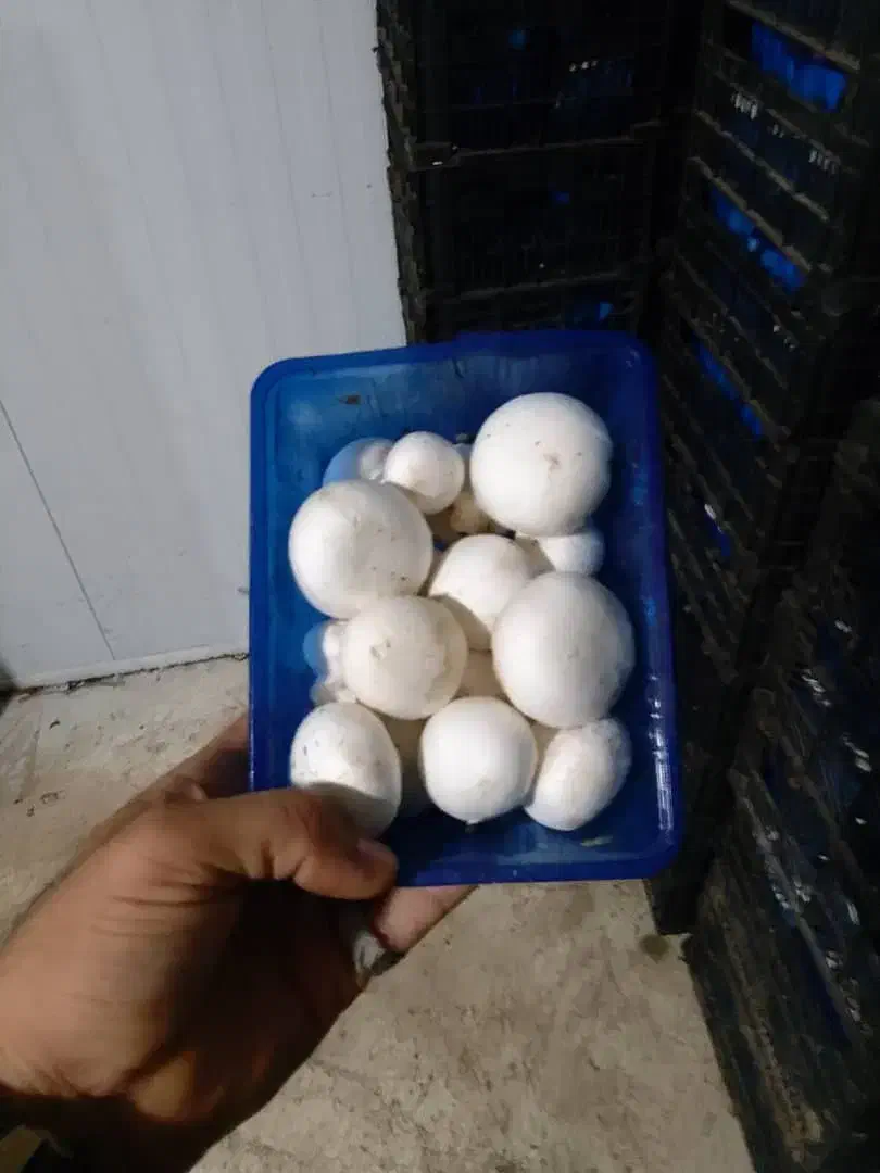 تولید و پخش قارچ درجه یک در محل زیر قیمت تابلو|خوردنی و آشامیدنی|هشتگرد, هشتگرد قدیم|دیوار