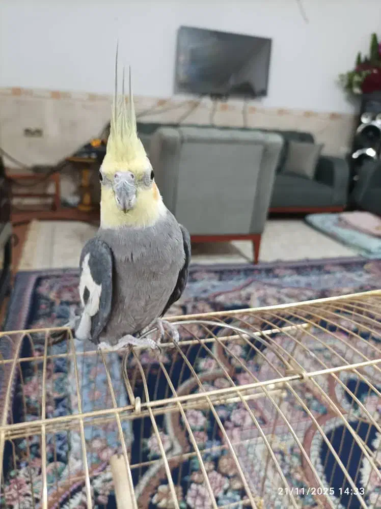 عروس هلندی .لاری|پرنده|بم, |دیوار