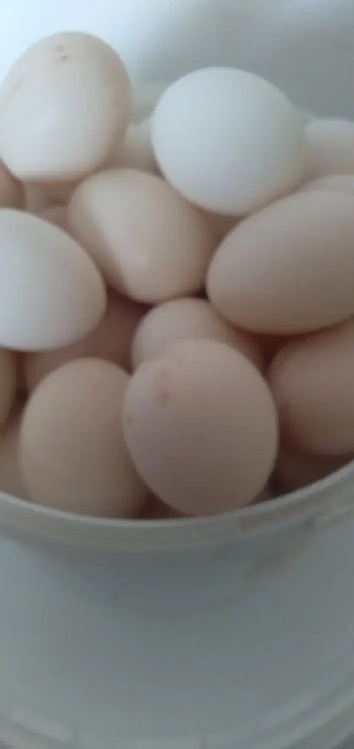 تخم مرغ محلی|حیوانات مزرعه|نیمروز, |دیوار