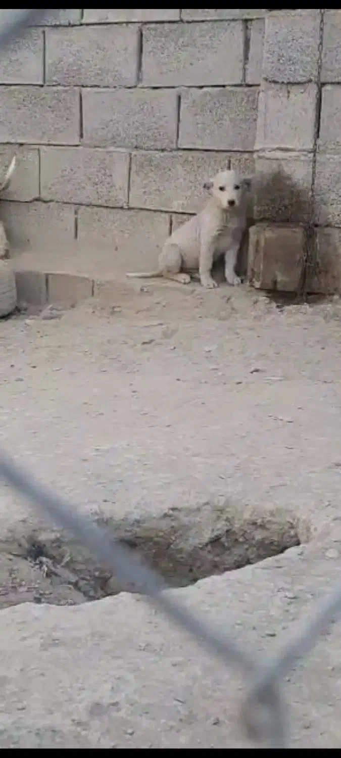 سگ قدرجونی|سگ|اصفهان, فروردین|دیوار