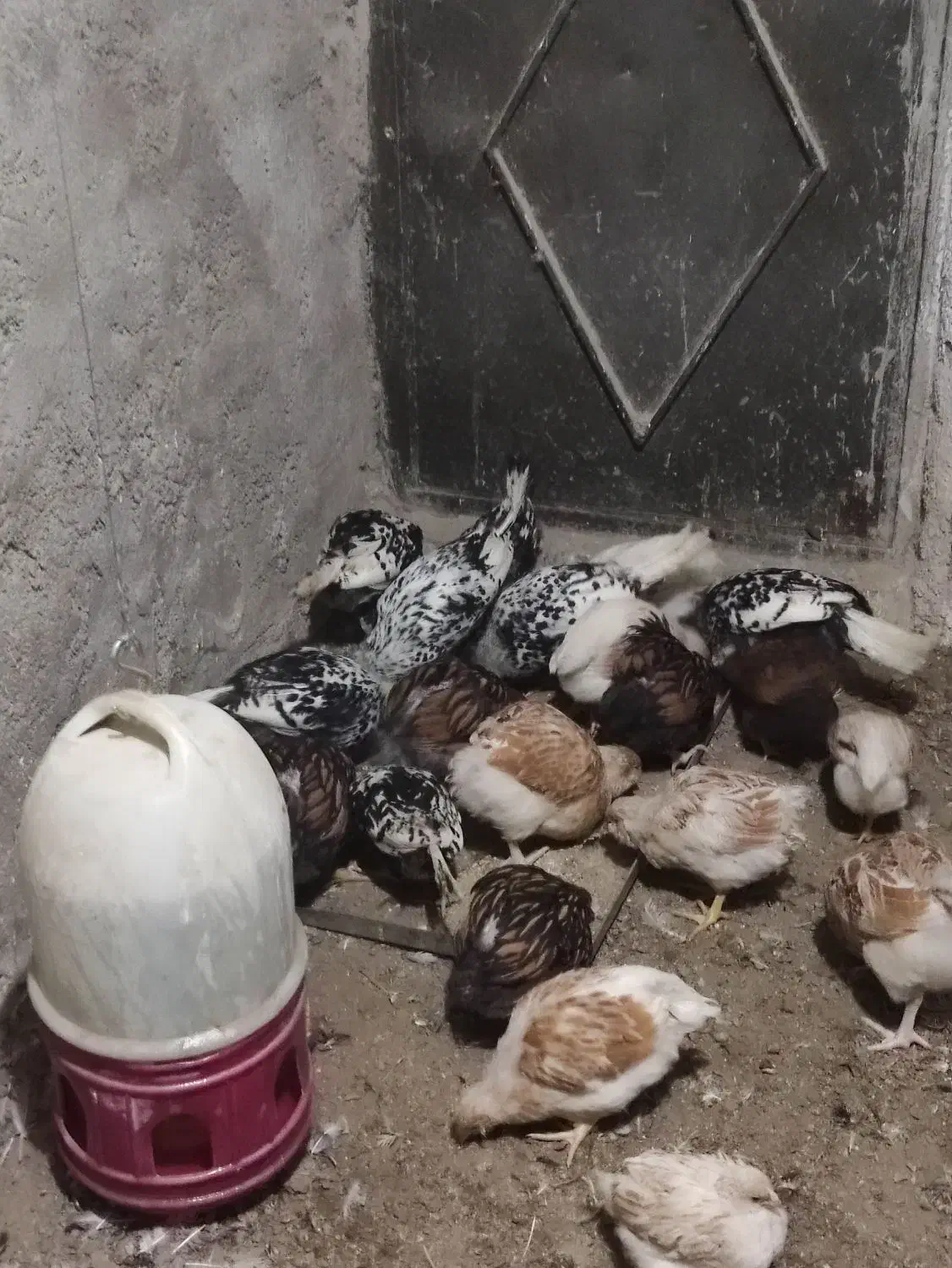 ویاندوت واپنزلر|حیوانات مزرعه|بهشهر, |دیوار