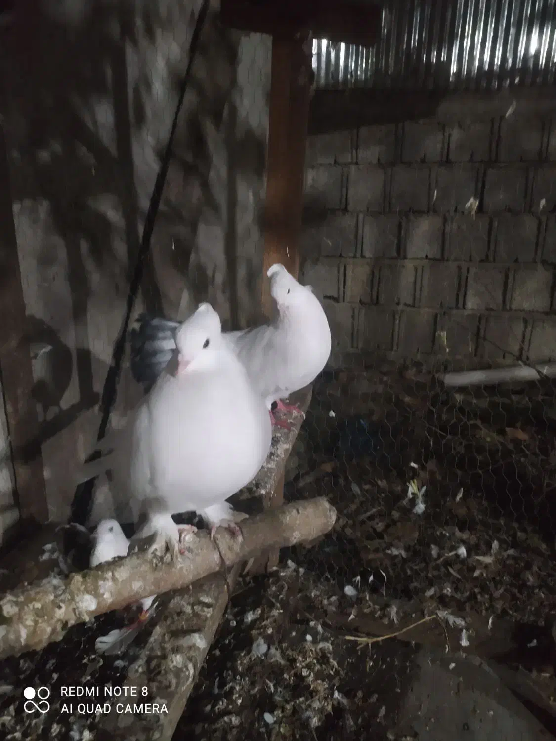 کبوتر تزیینی کاکل و پرشی|پرنده|کلاچای, |دیوار