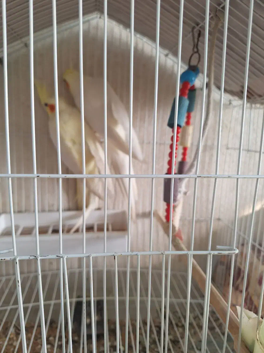 عروس هلندی مولد|پرنده|تبریز, |دیوار