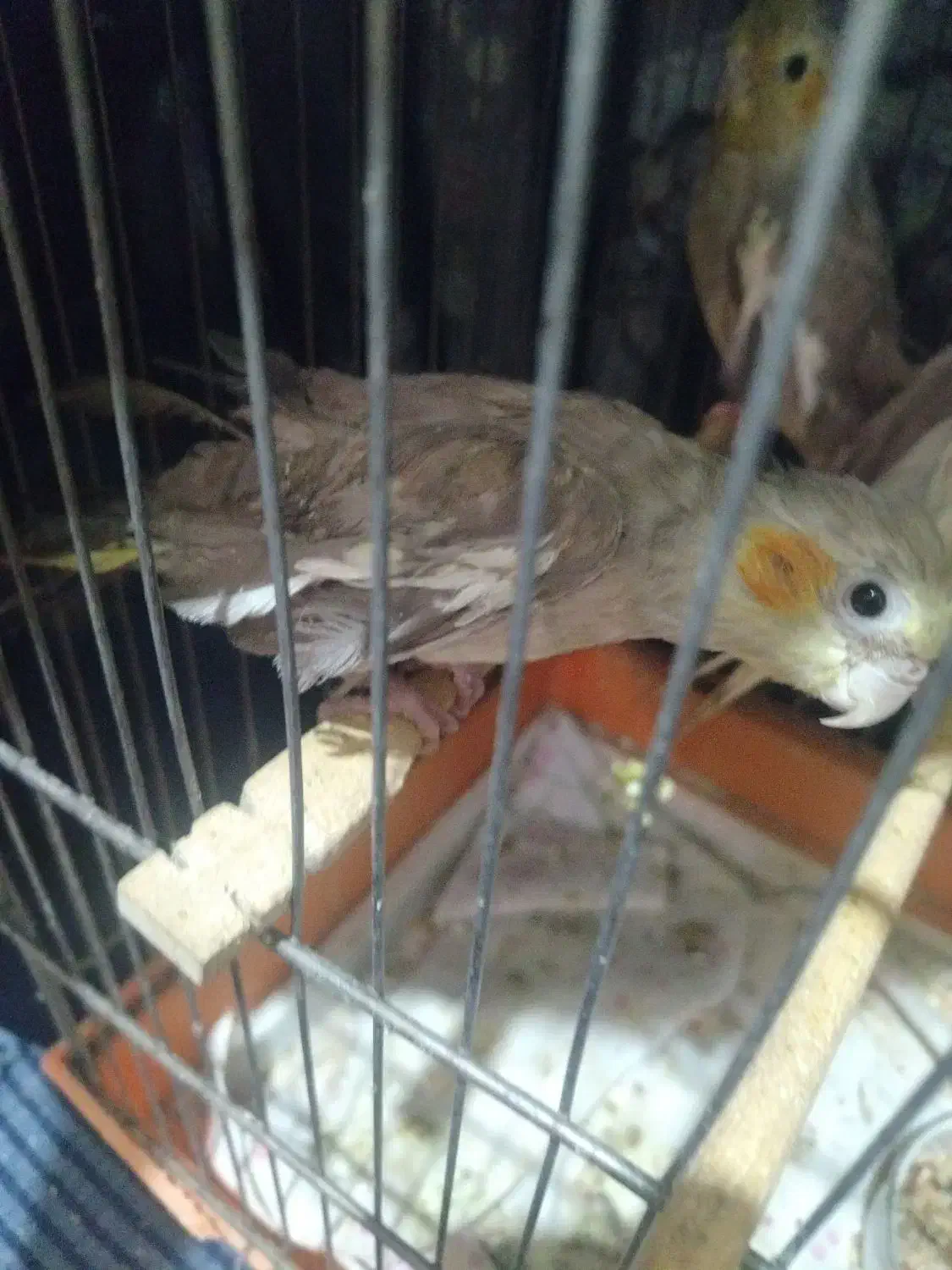 عروس هلندی|پرنده|ساوه, |دیوار