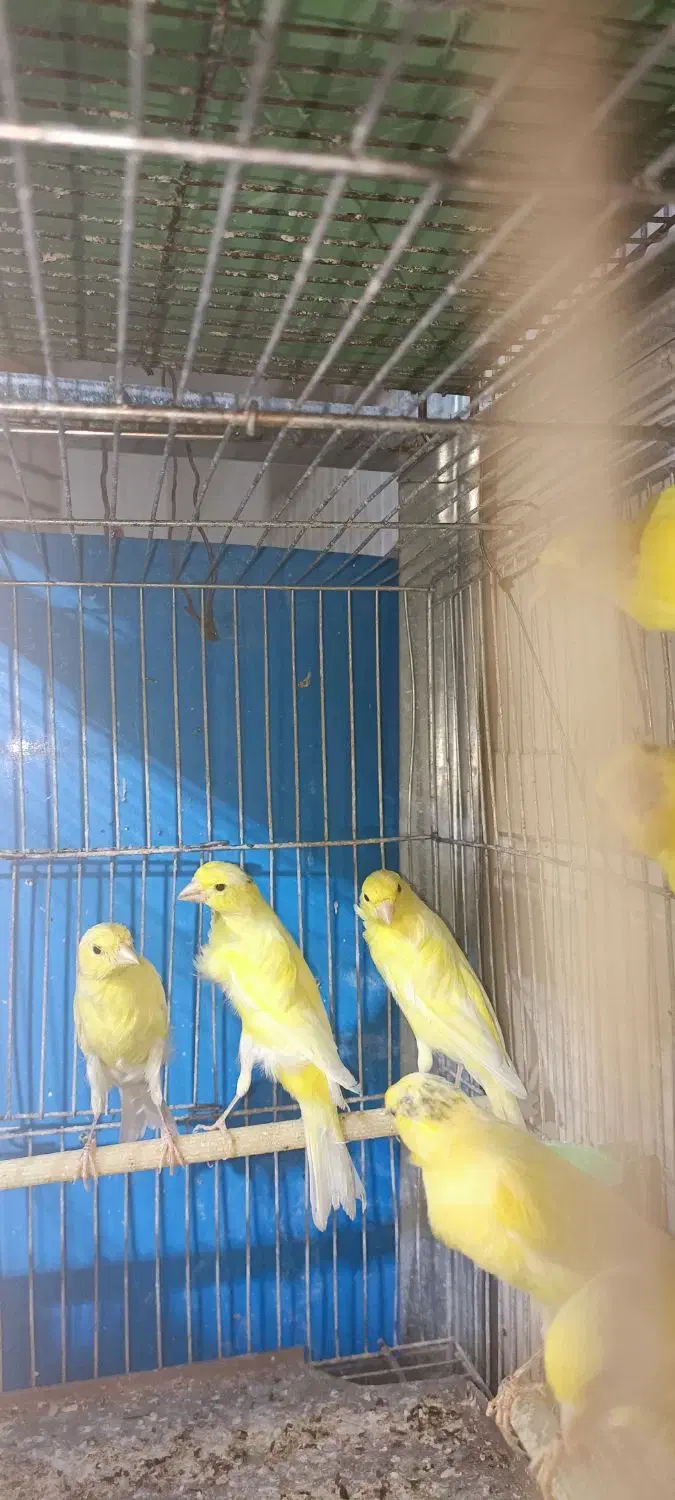 قناری وعروس هلندی کار|پرنده|پیر بکران, |دیوار