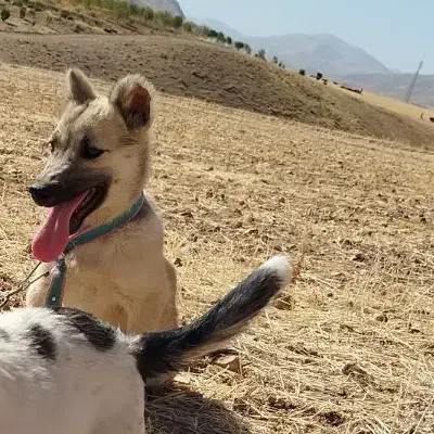 سگ پاکوتاه|سگ|دینور, |دیوار