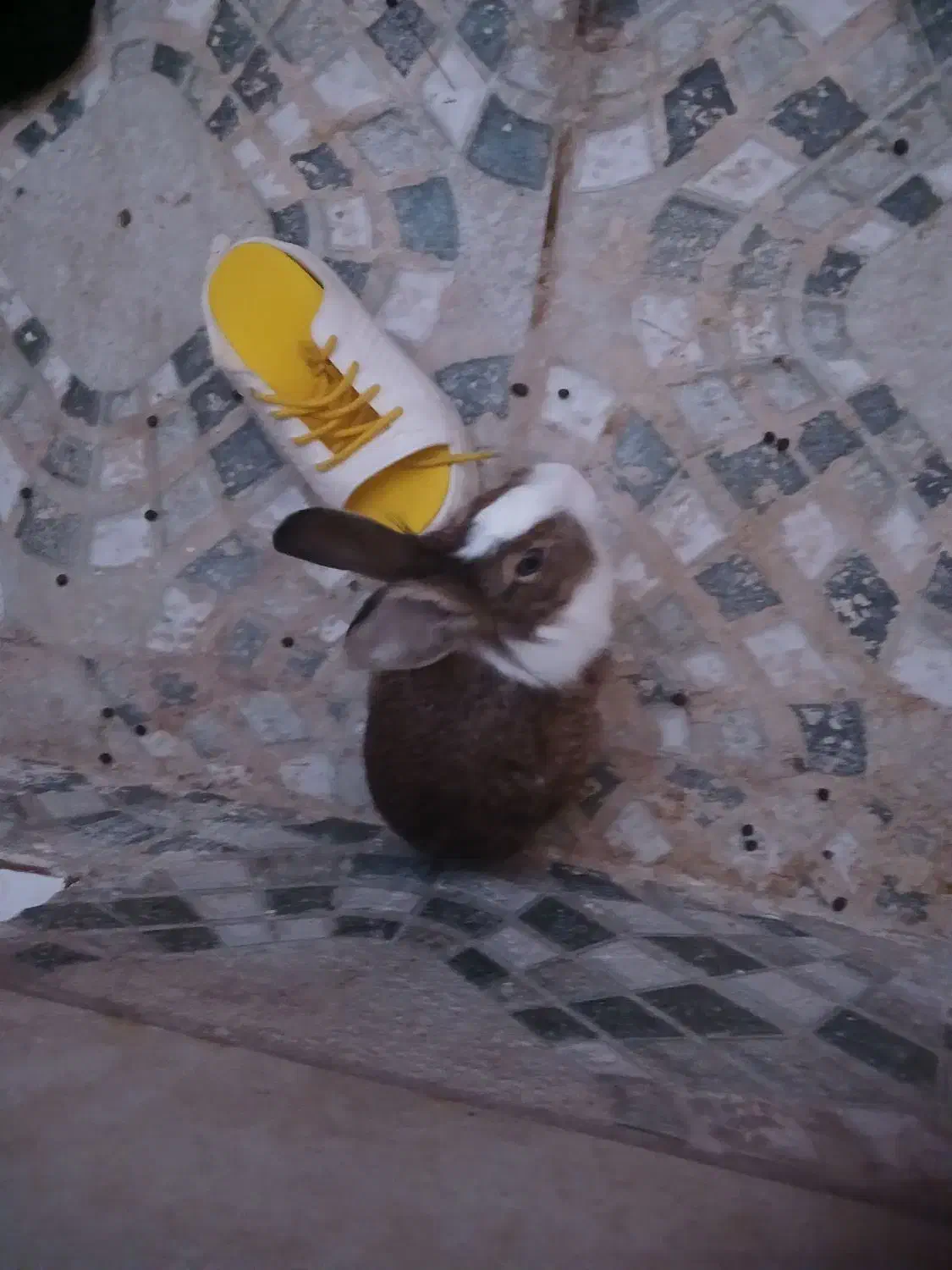 دوعدد خرگوش|موش و خرگوش|تبریز, |دیوار