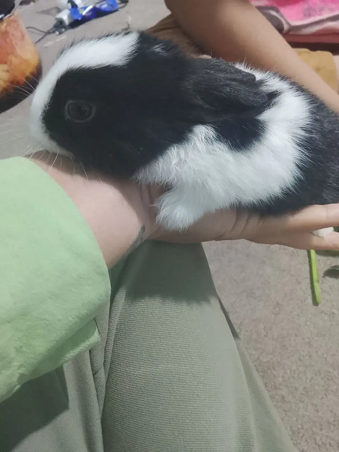 ۸عدد خرگوش کوچولو|موش و خرگوش|برازجان, |دیوار