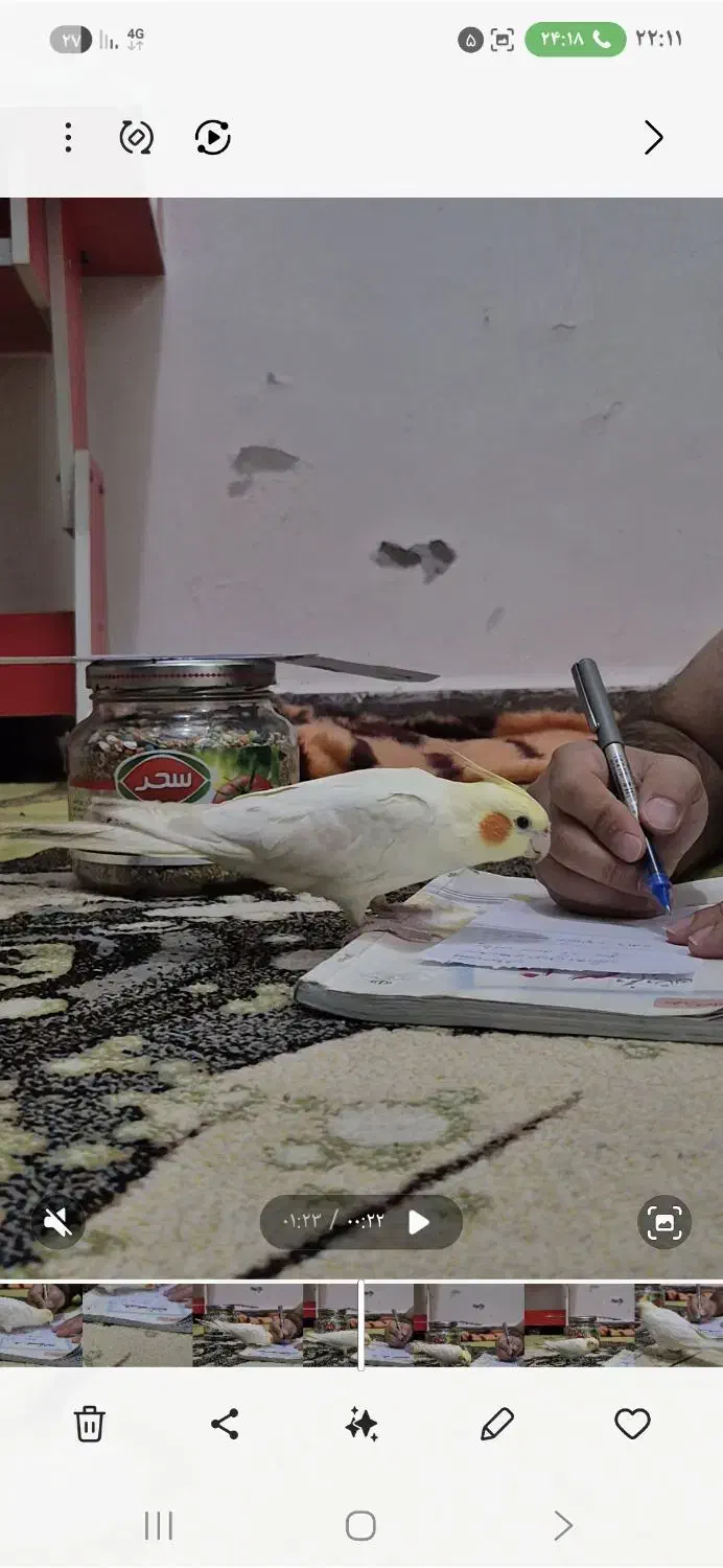 عروس هلندی ماده  گمشده|حیوانات|بندرعباس, |دیوار