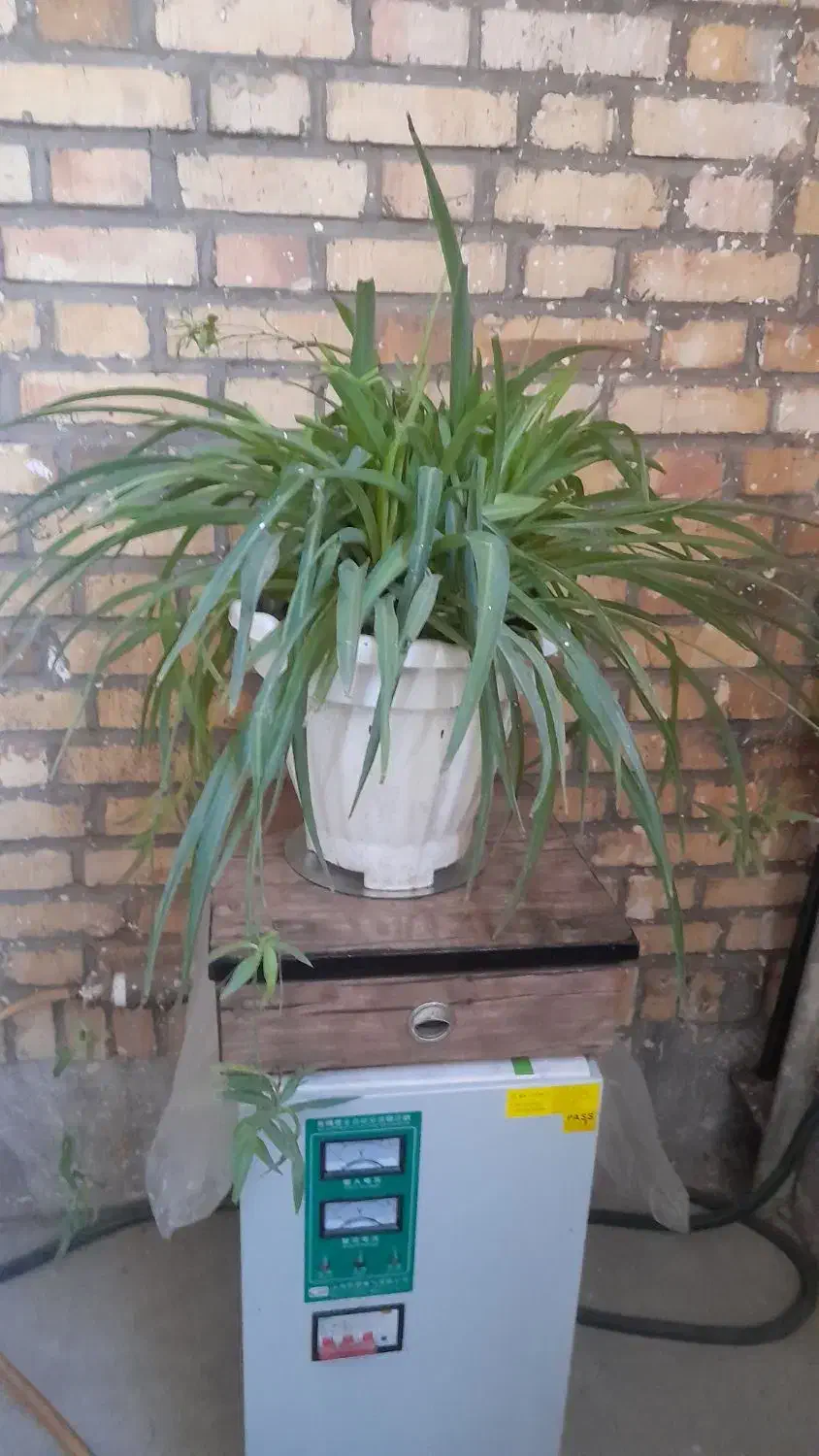 گل گندمی|گل و گیاه طبیعی|مشهد, ایثارگران|دیوار