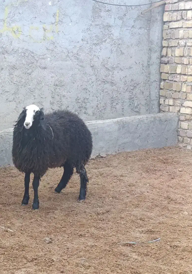 بره ماده ناب شال|حیوانات مزرعه|تاکستان, |دیوار
