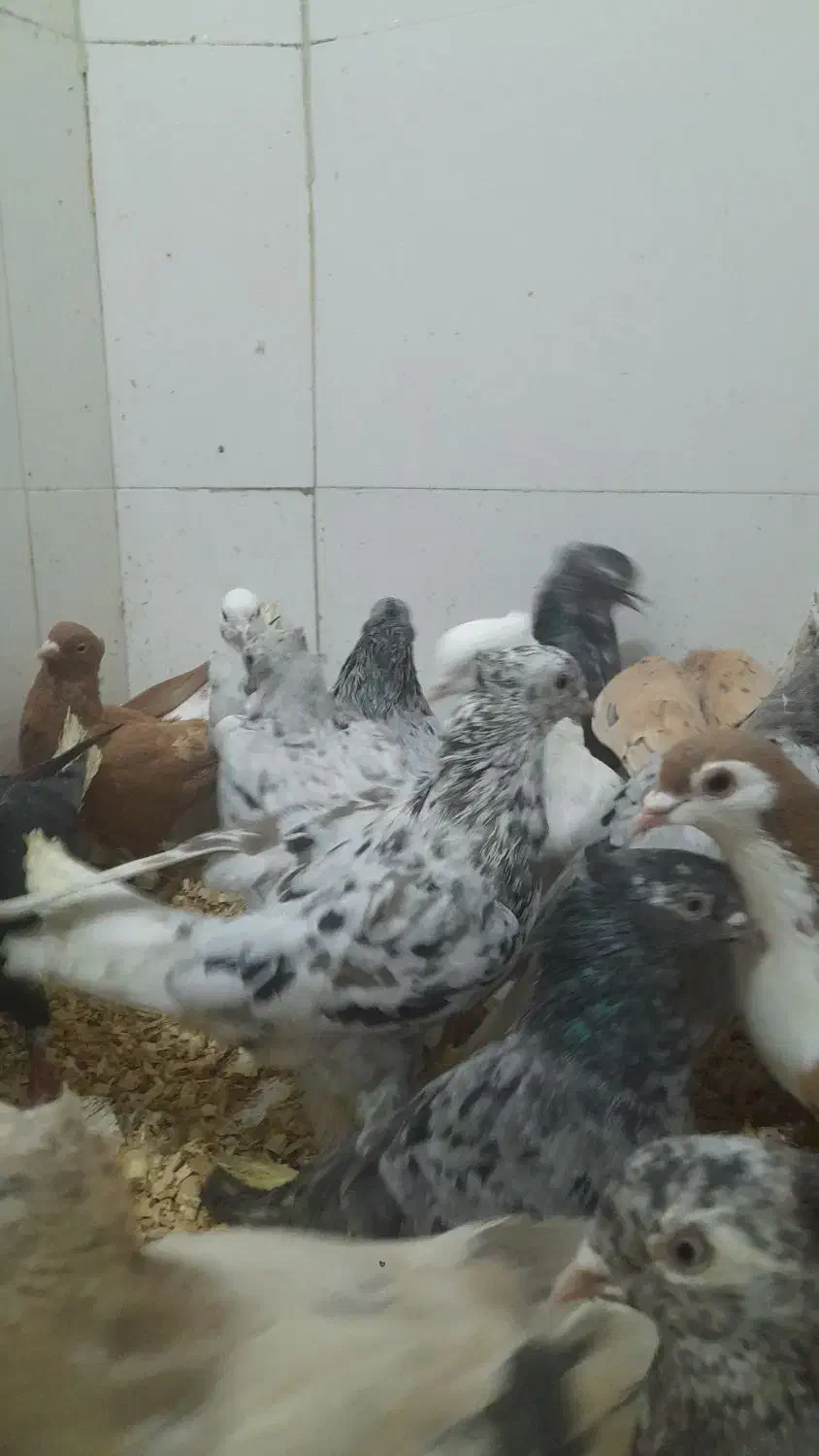 دمسفید همه مدل|پرنده|مشهد, کوی پلیس|دیوار